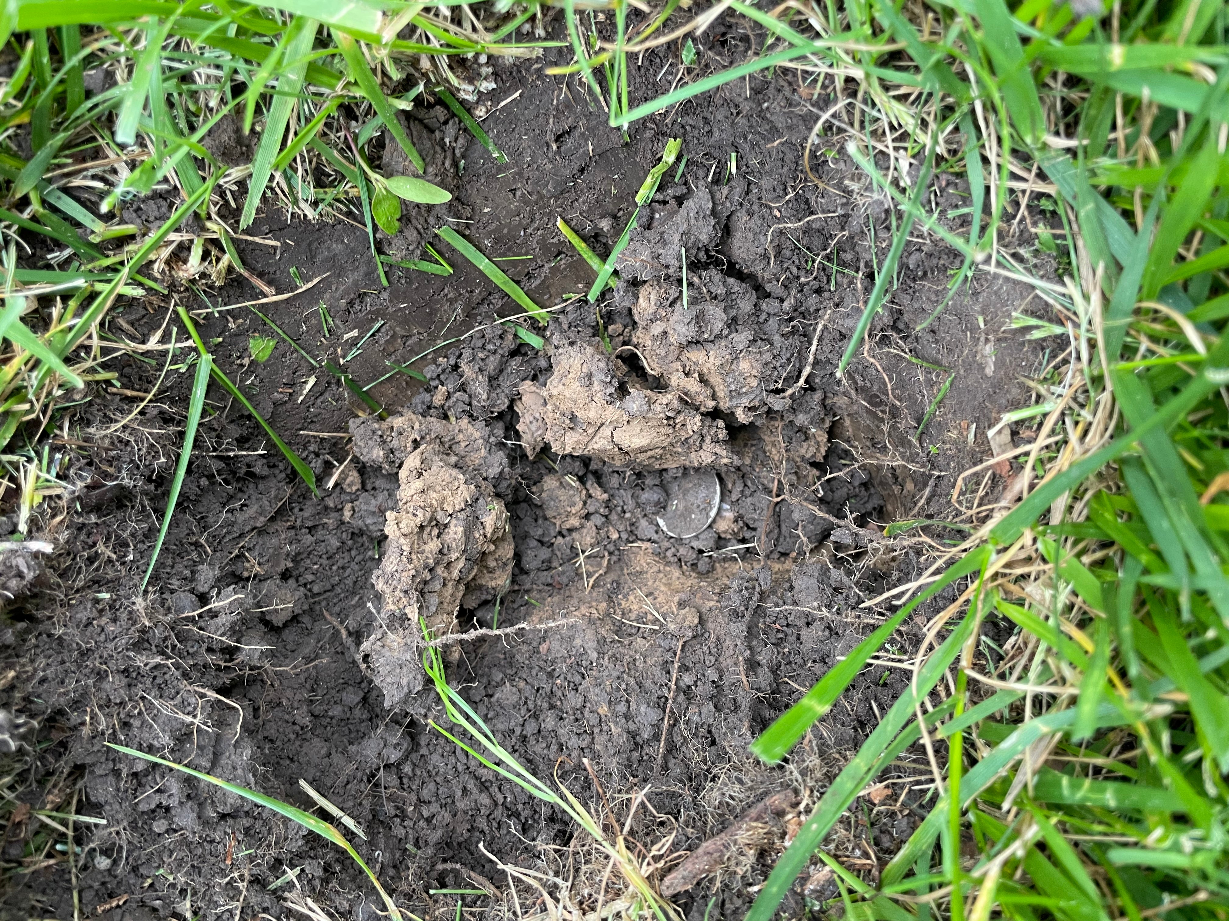 Nabbin' the silver with the Nokta Makro Ledgend Metal Detector