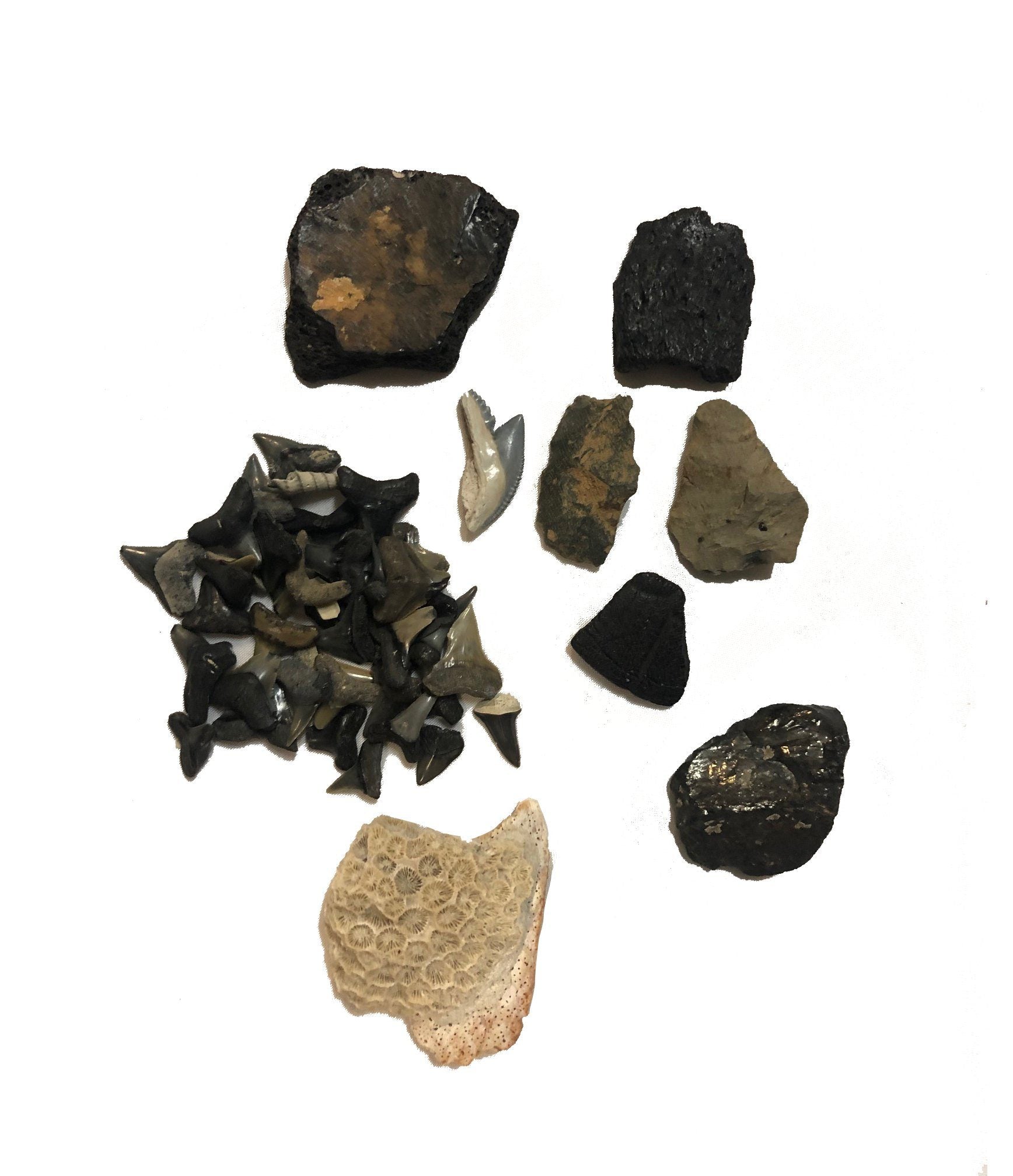 Shark Teeth and Other Items Found in North Carolina