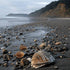 Beachcombing The Pacific